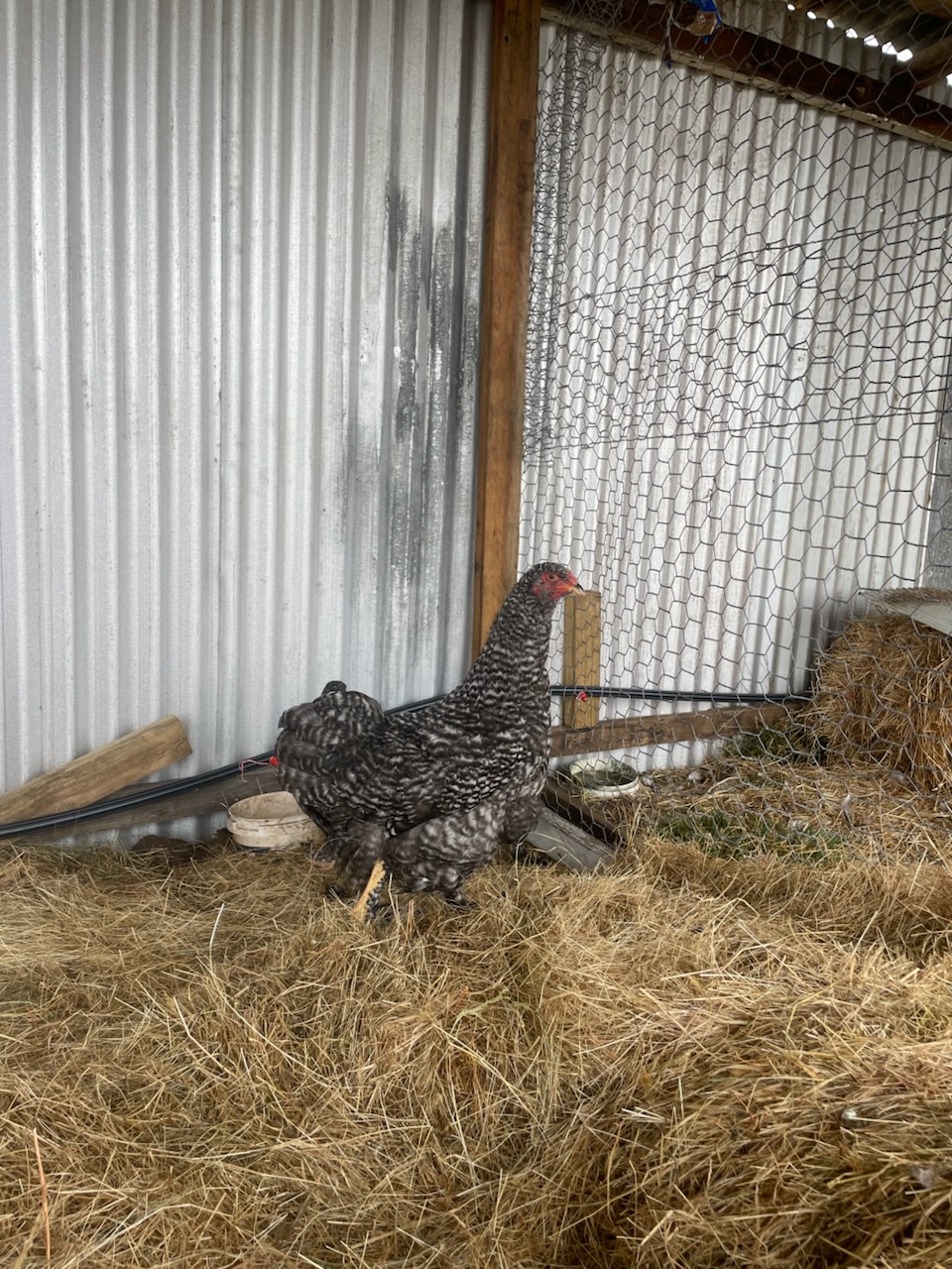 Rhode Island Red · Flock photo #1914 — Brown egg layer, ShowtimEGGS