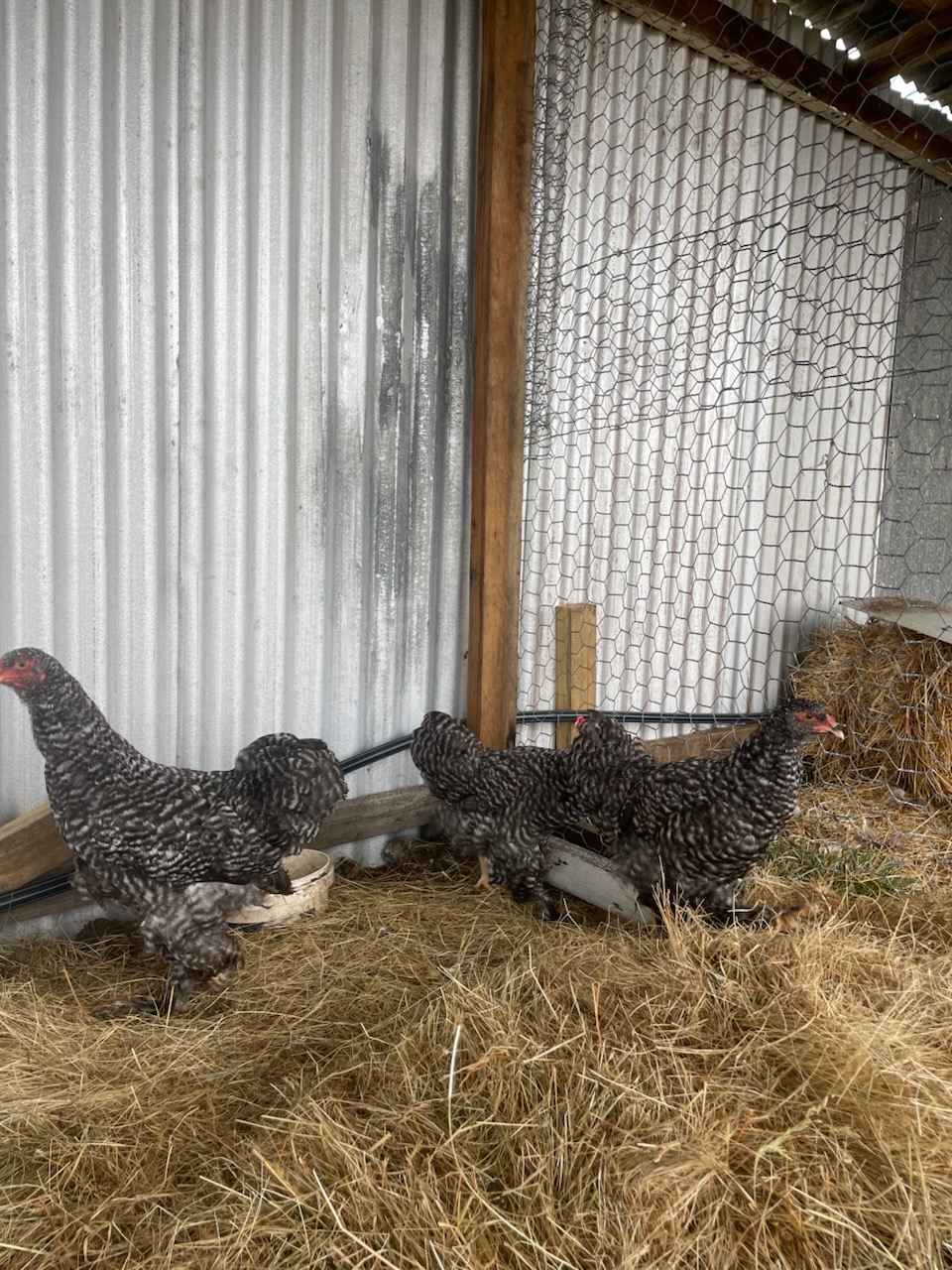 Rhode Island Red · Flock photo #1915 — Brown egg layer, ShowtimEGGS