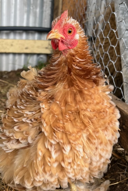 Sussex (light) · Flock photo #1918 — Tinted / light brown egg layer, ShowtimEGGS