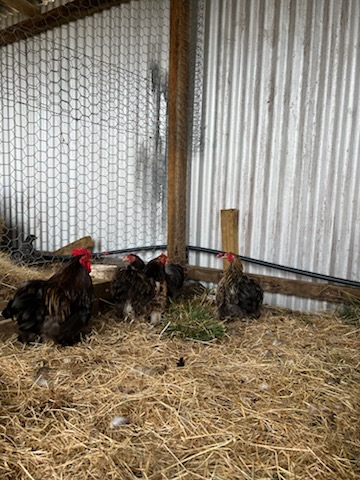 Minorca · Flock photo #1921 — White egg layer, ShowtimEGGS
