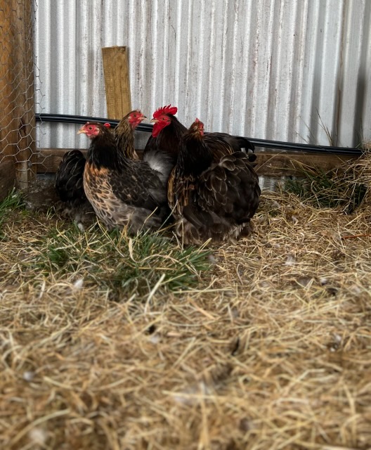Minorca · Flock photo #1922 — White egg layer, ShowtimEGGS