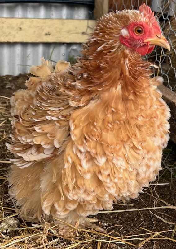 Araucana / commercial Easter Egger · Flock photo #1923 — flock photo, ShowtimEGGS