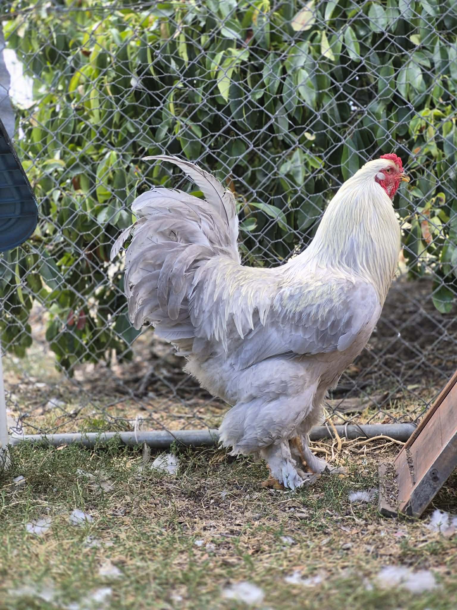 Lavender brahma — Light brown egg layer, ShowtimEGGS