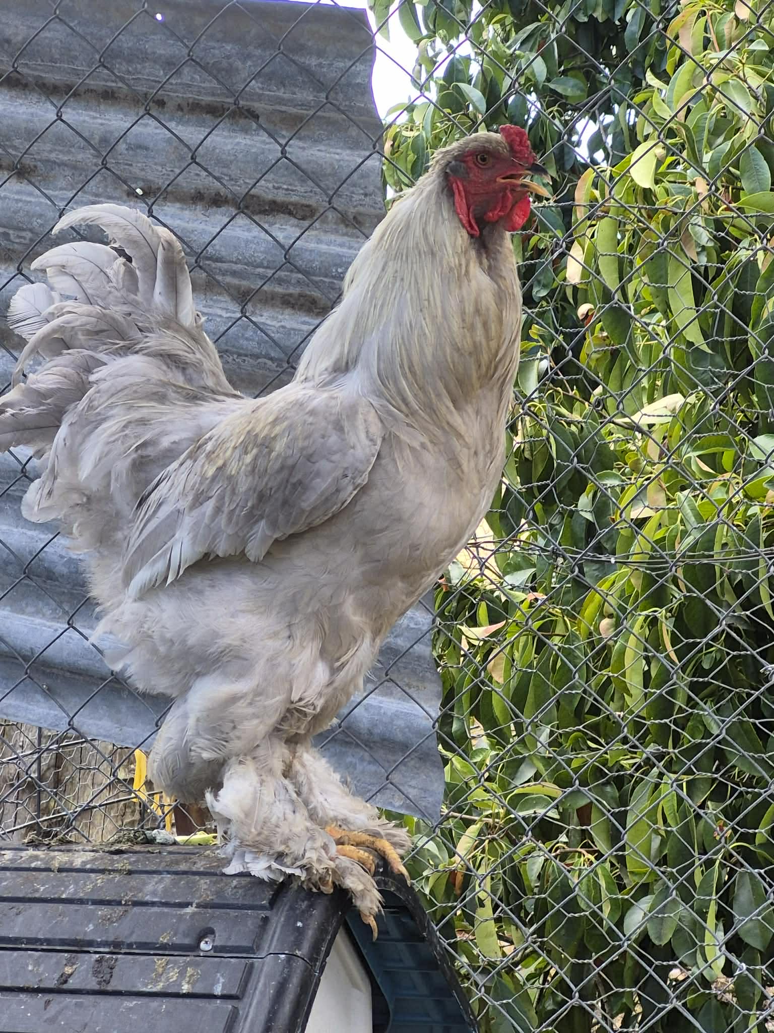 Australorp (blue line) · Flock photo #1925 — flock photo, ShowtimEGGS