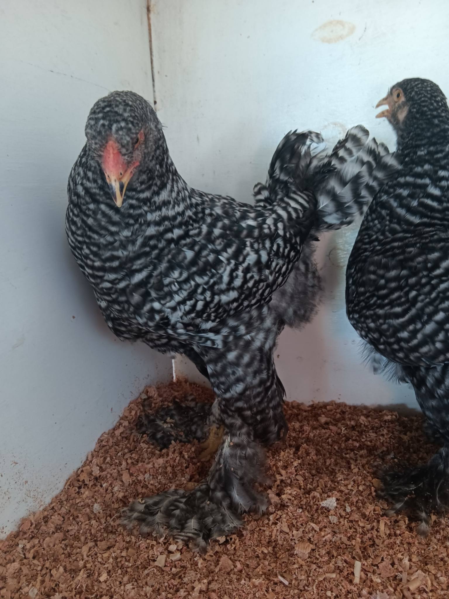 Australorp · Flock photo #1928 — Brown egg layer, ShowtimEGGS