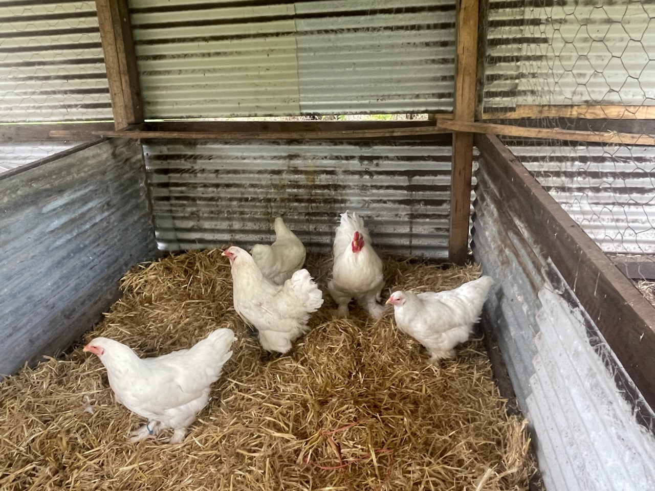 White Brahma — White egg layer, ShowtimEGGS
