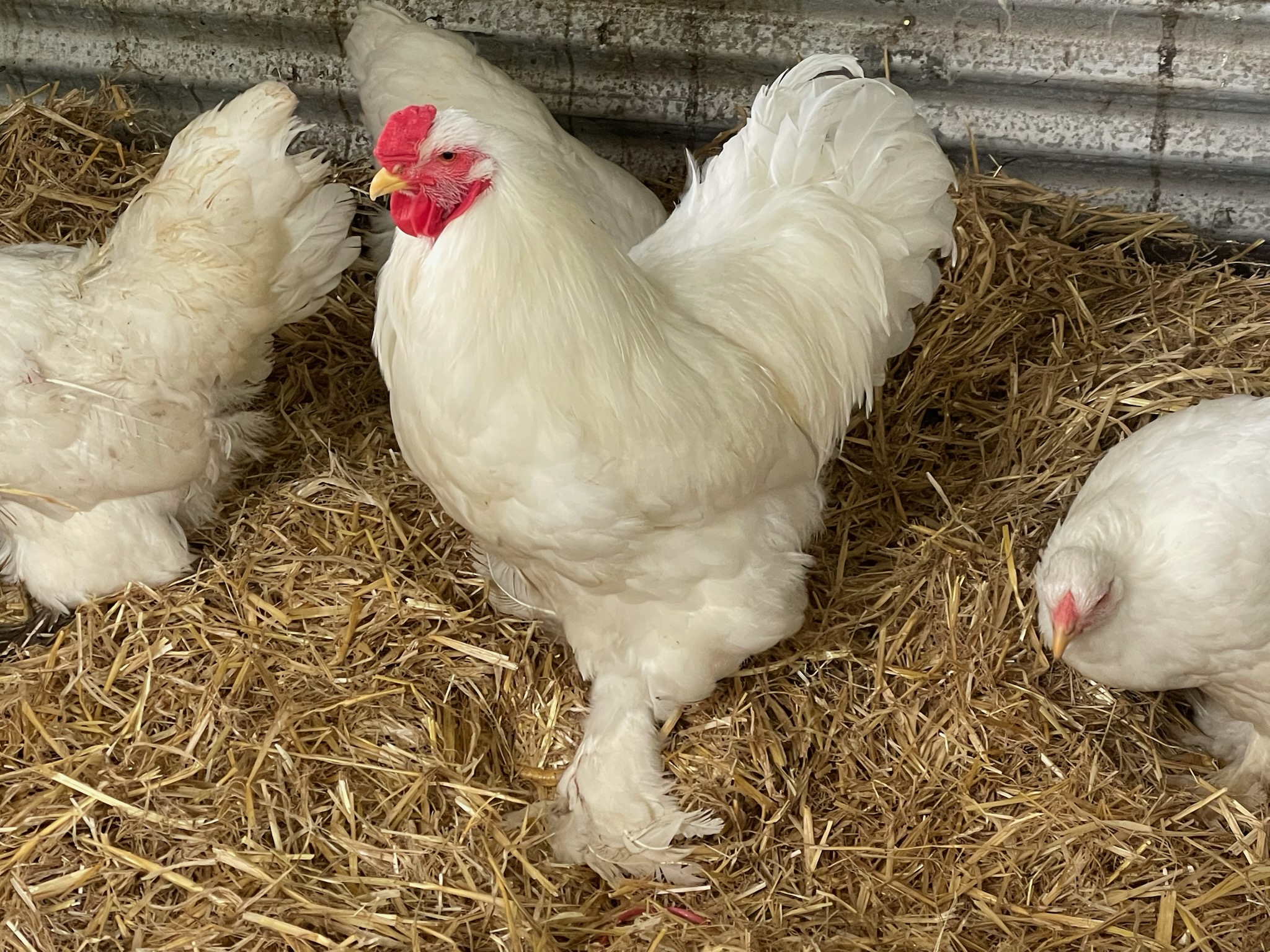 Buff Orpington · Flock photo #1933 — Brown egg layer, ShowtimEGGS