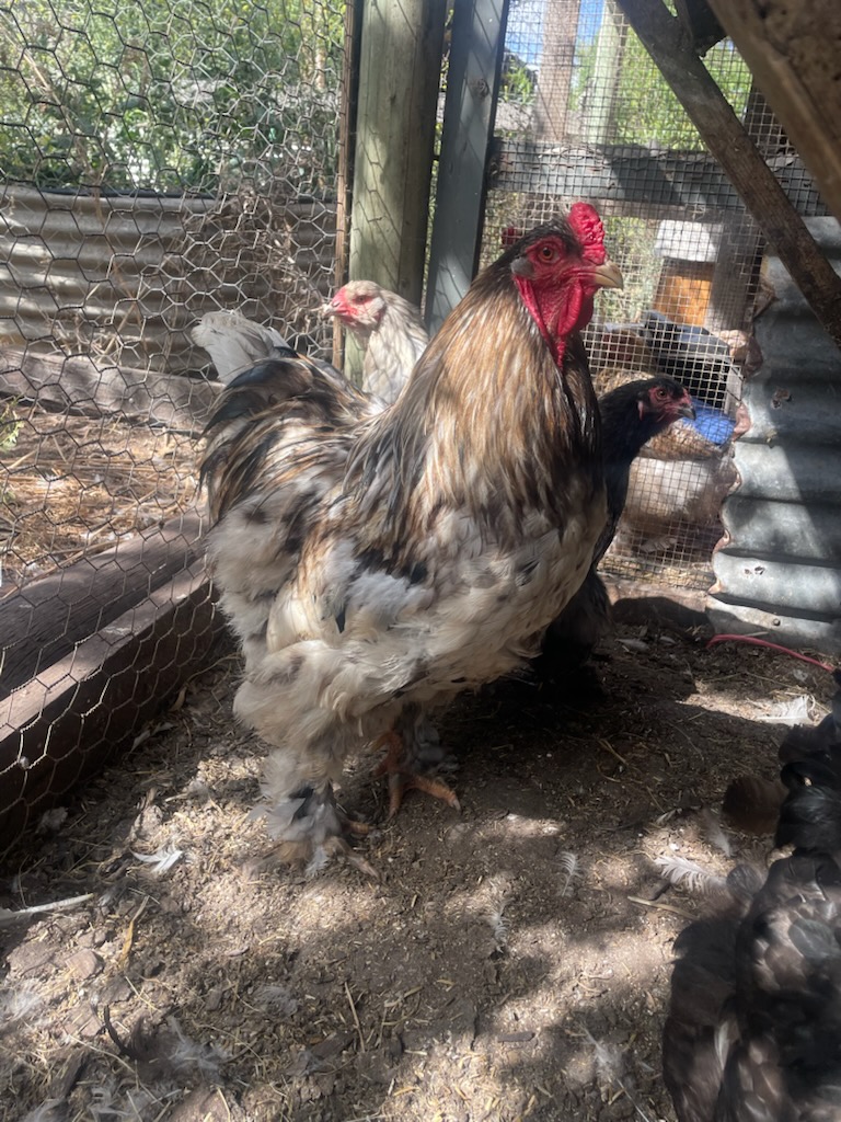 Croad Langshan · Flock photo #1935 — Brown (often dark) egg layer, ShowtimEGGS