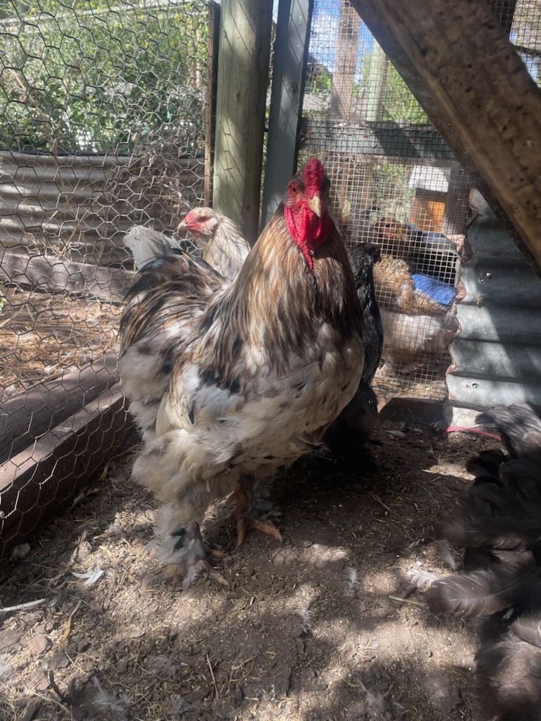 Australorp · Flock photo #1936 — Brown egg layer, ShowtimEGGS