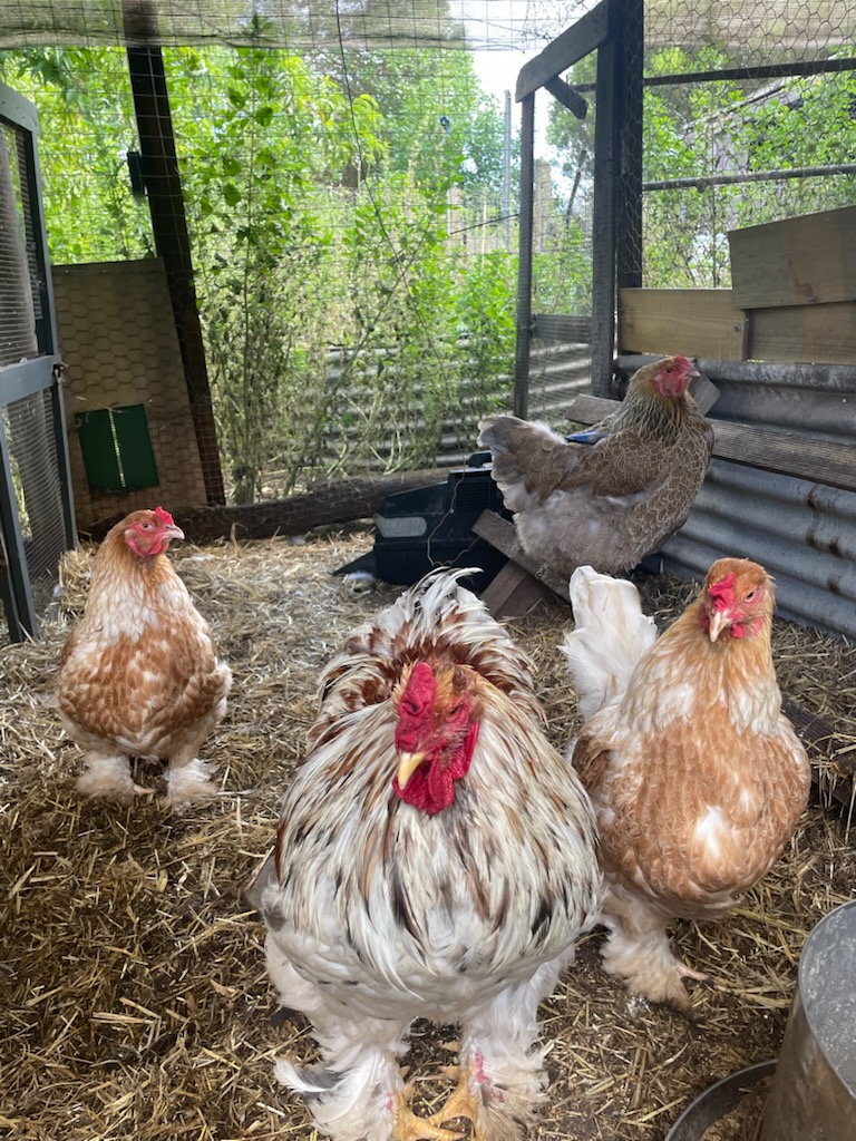 Croad Langshan · Flock photo #1940 — Brown (often dark) egg layer, ShowtimEGGS