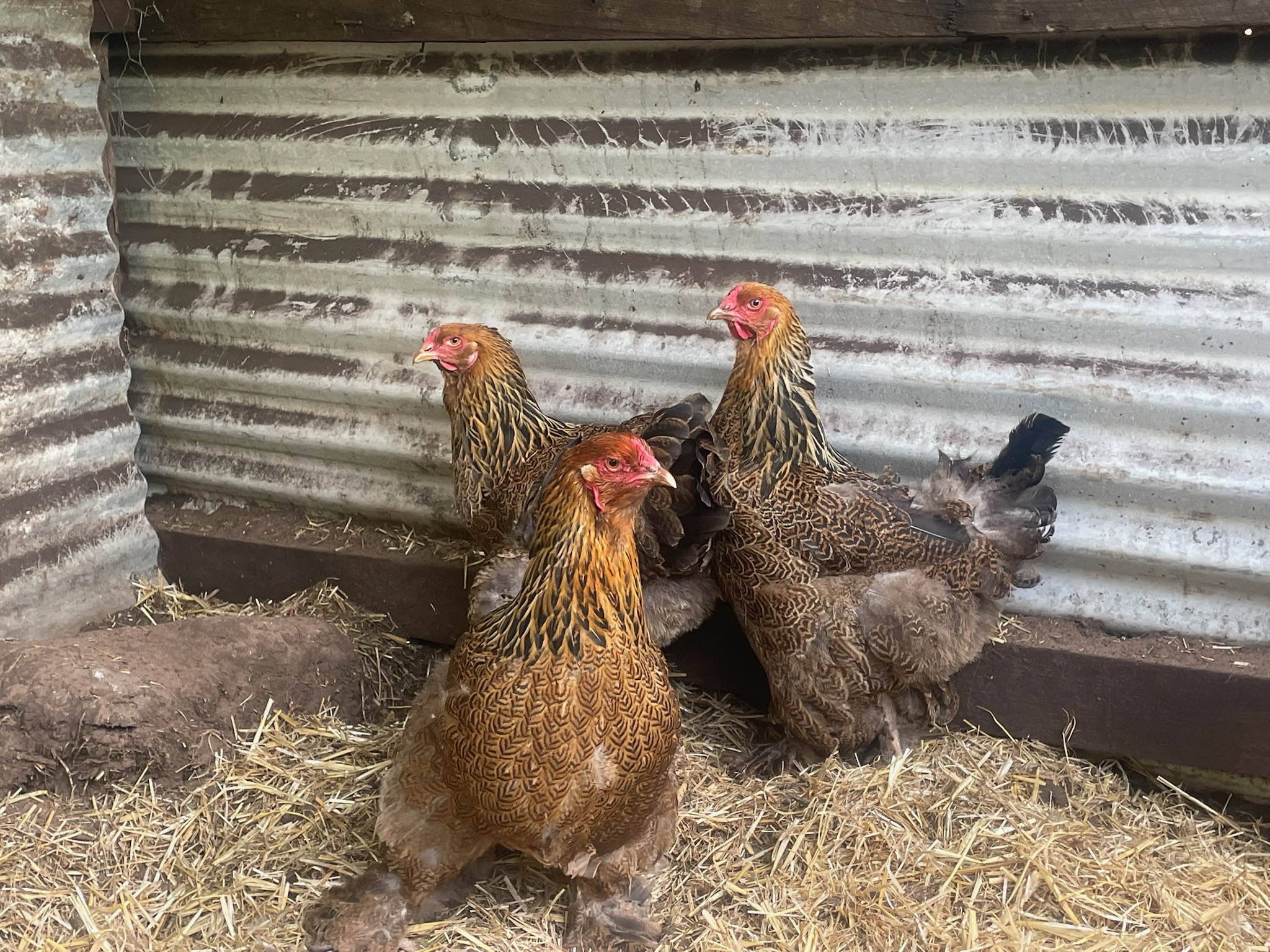 Australorp · Flock photo #1941 — Brown egg layer, ShowtimEGGS