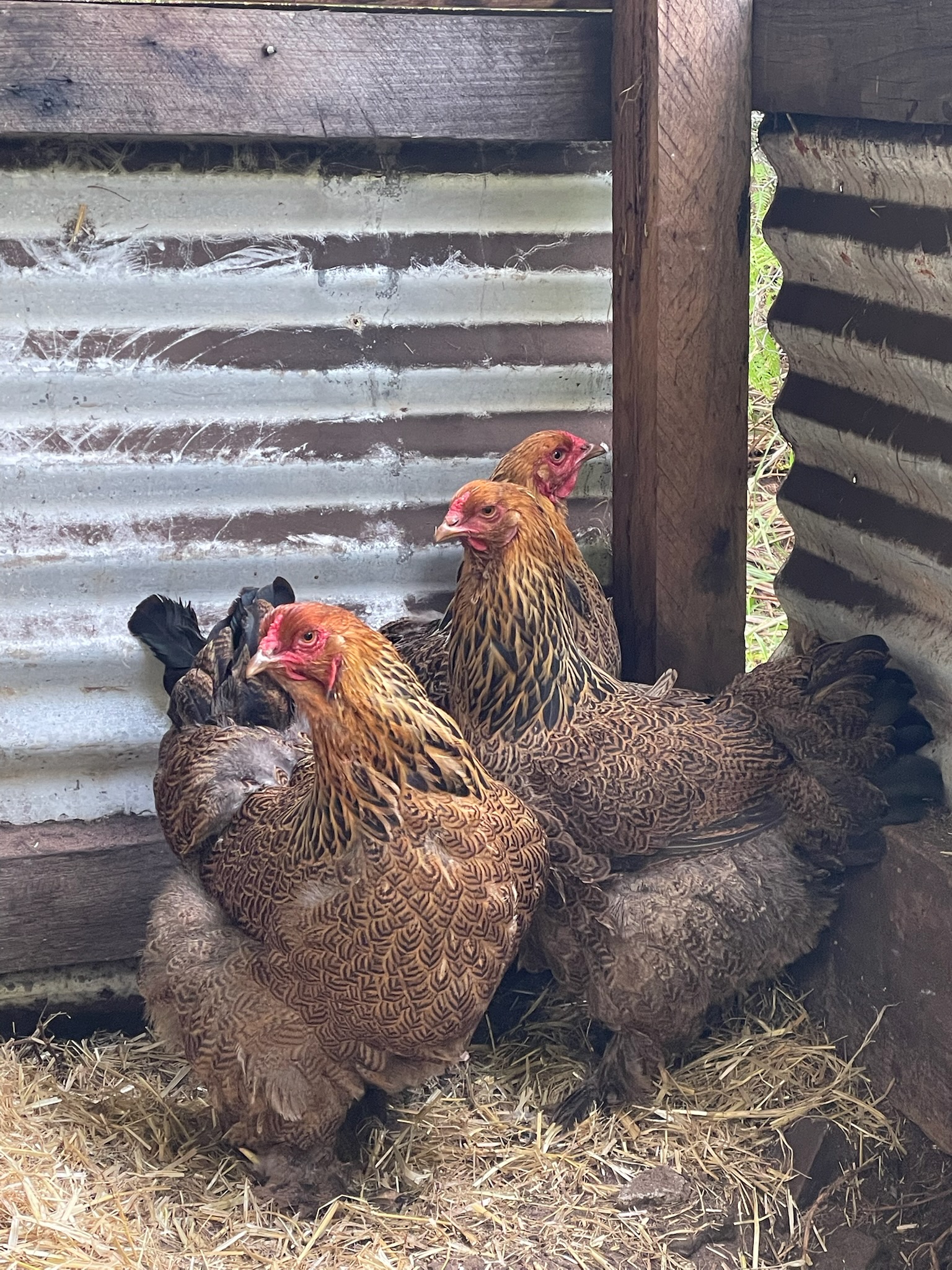 Buff Orpington · Flock photo #1942 — Brown egg layer, ShowtimEGGS