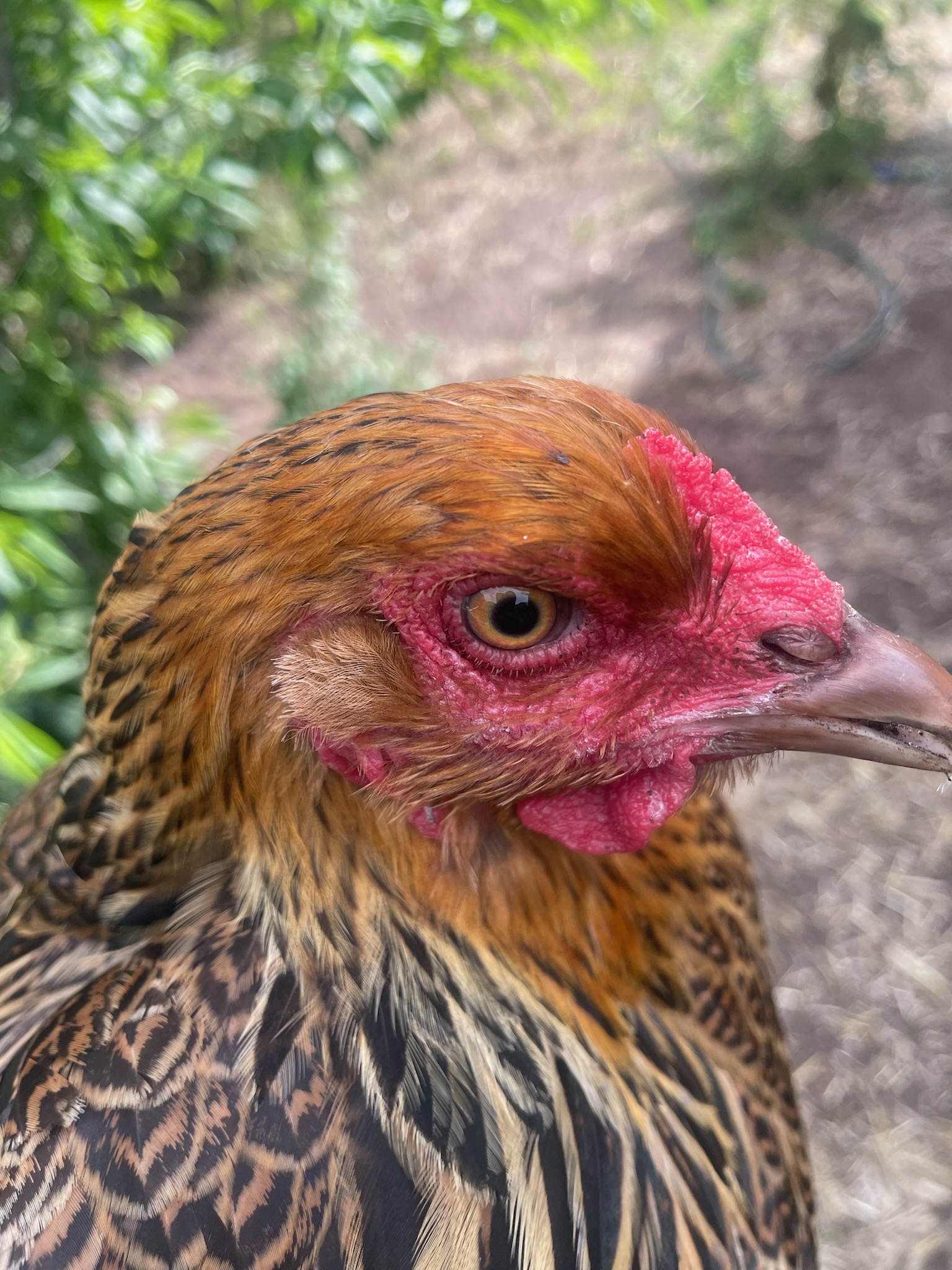 Australorp · Flock photo #1943 — Brown egg layer, ShowtimEGGS