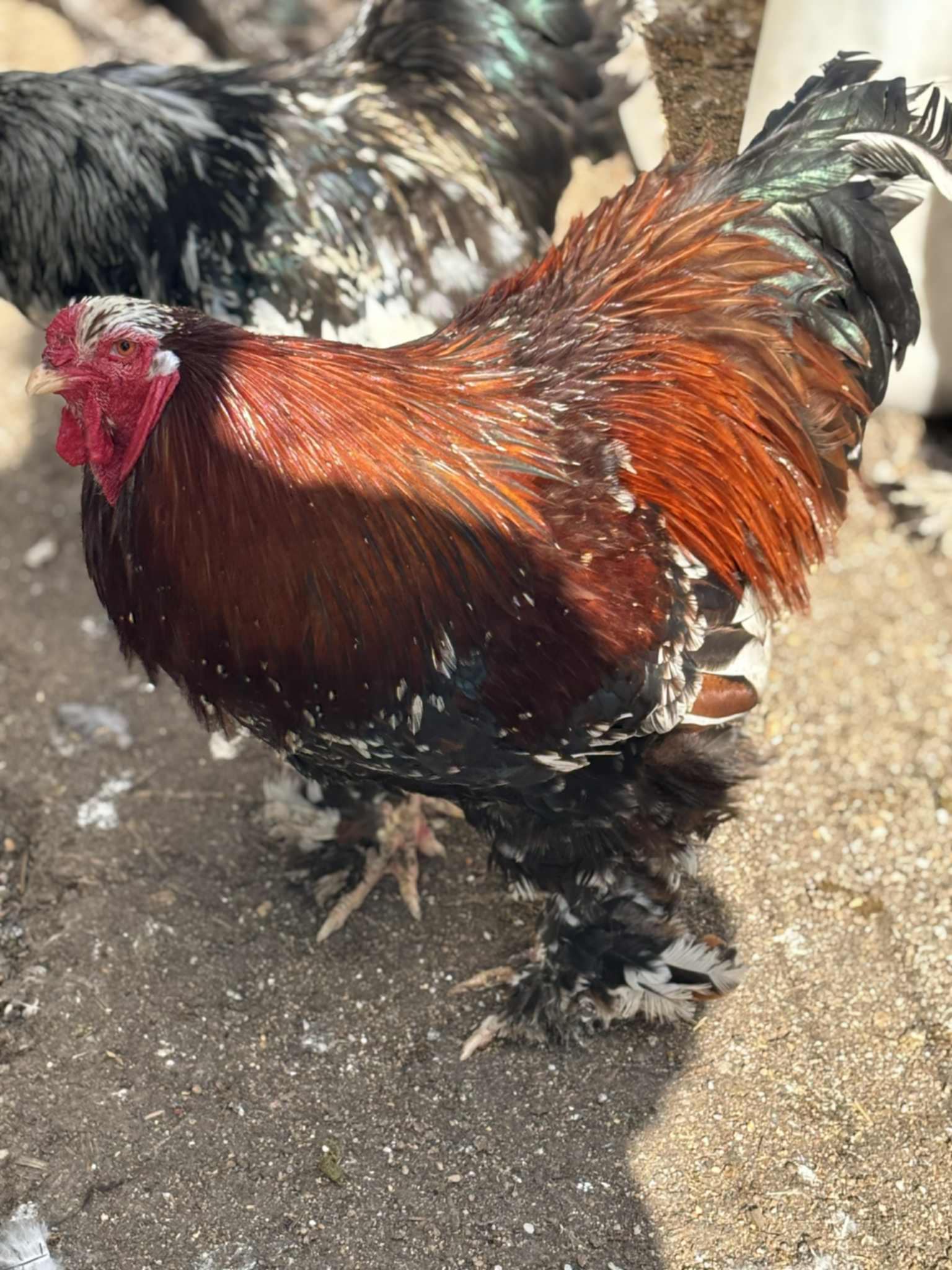 Buff Orpington · Flock photo #1945 — Brown egg layer, ShowtimEGGS