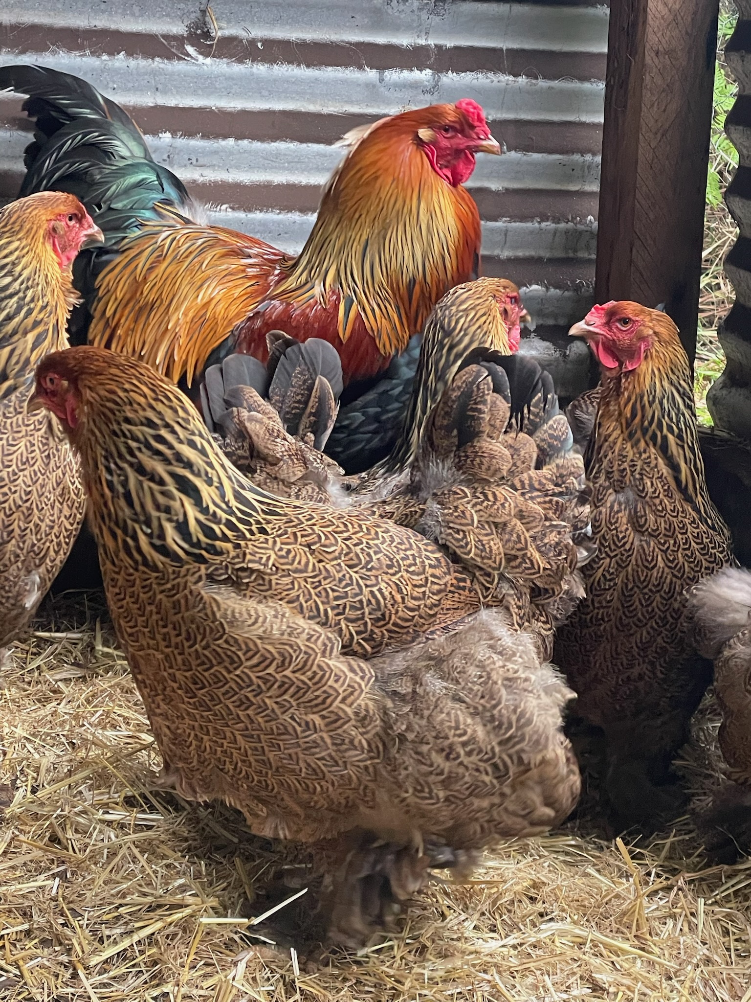 Australorp · Flock photo #1947 — Brown egg layer, ShowtimEGGS