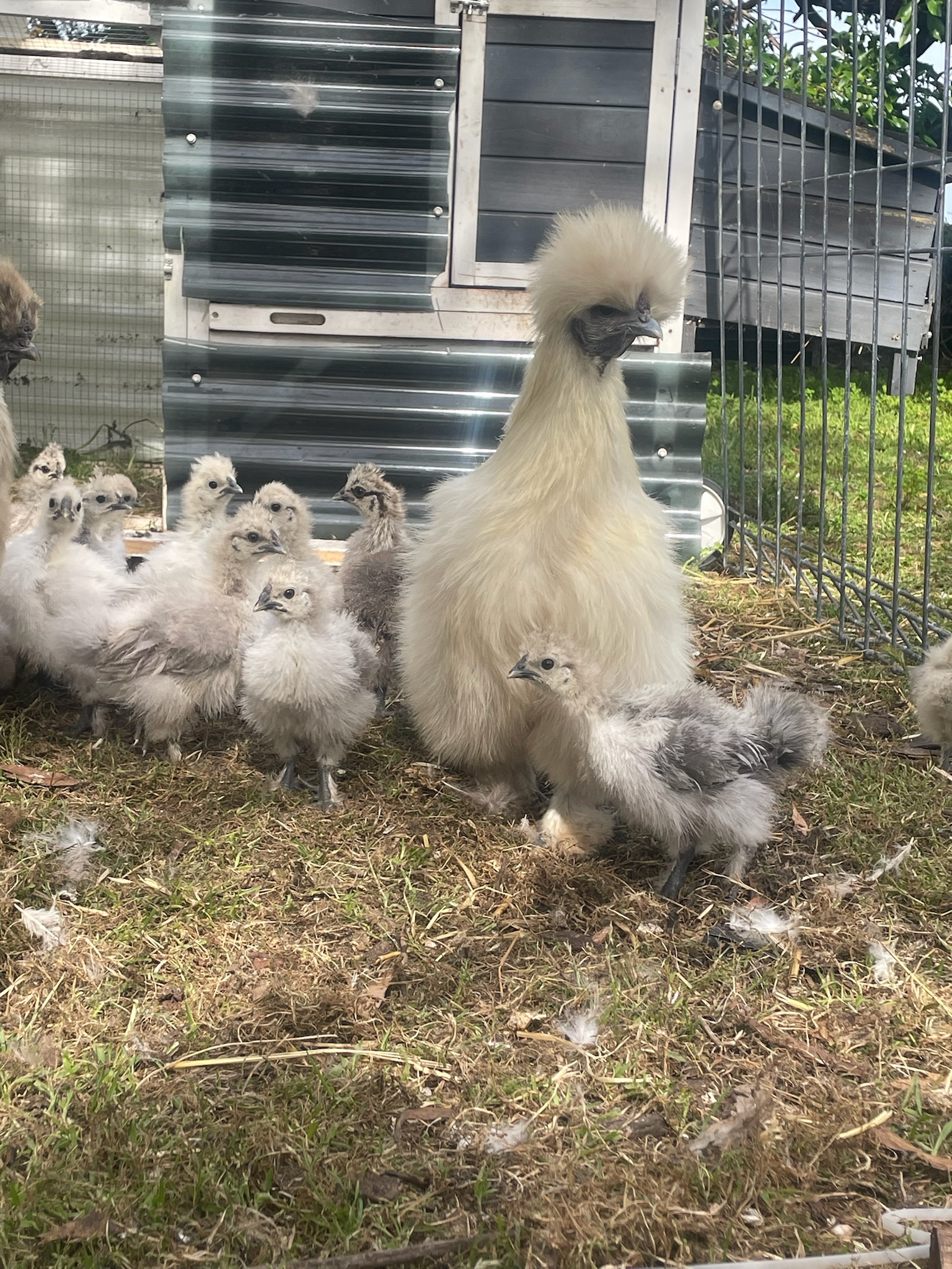 Australorp (blue line) · Flock photo #1949 — ShowtimEGGS flock