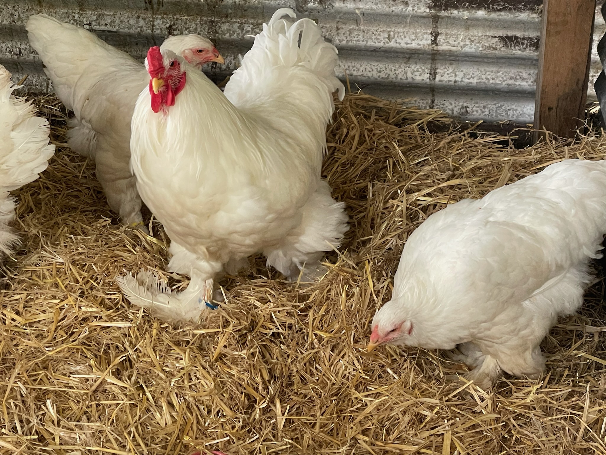 Araucana / commercial Easter Egger · Flock photo #1951 — flock photo, ShowtimEGGS