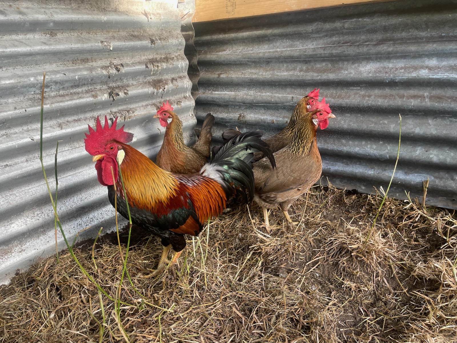 Australorp (blue line) · Flock photo #1952 — Brown egg layer, ShowtimEGGS