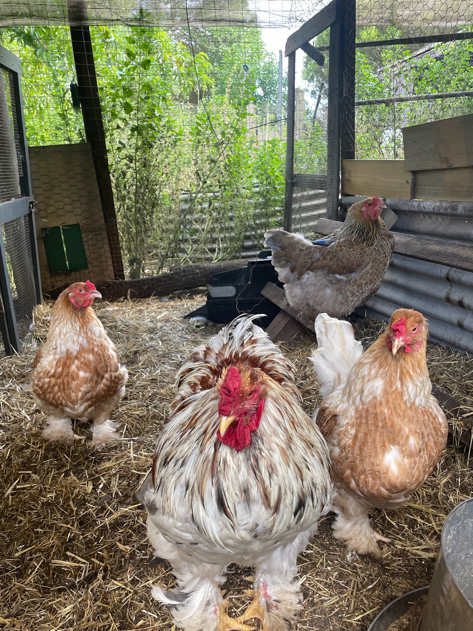 Minorca · Flock photo #1955 — White egg layer, ShowtimEGGS