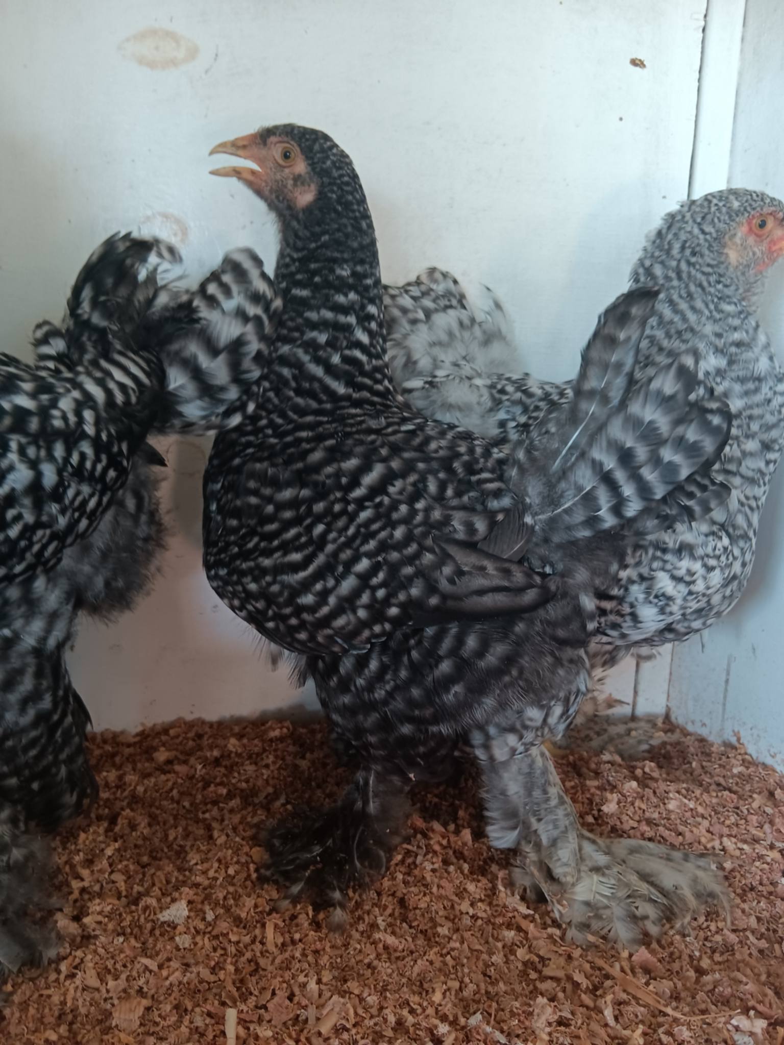 Araucana / commercial Easter Egger · Flock photo #1956 — flock photo, ShowtimEGGS