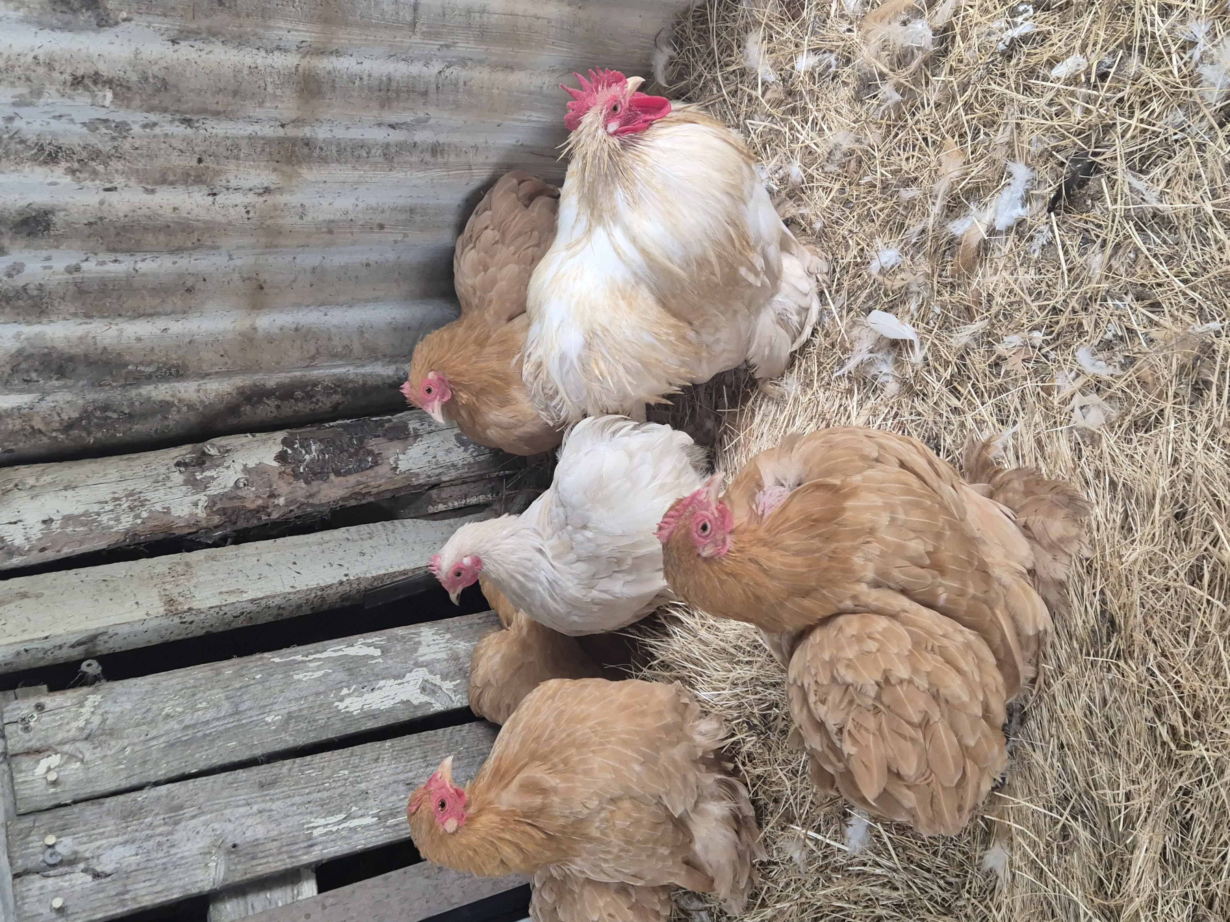 Buff Pekin Bantam — Golden cream egg layer, ShowtimEGGS